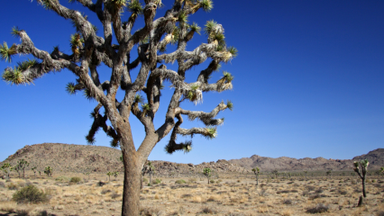 A Joshua tree in the desert