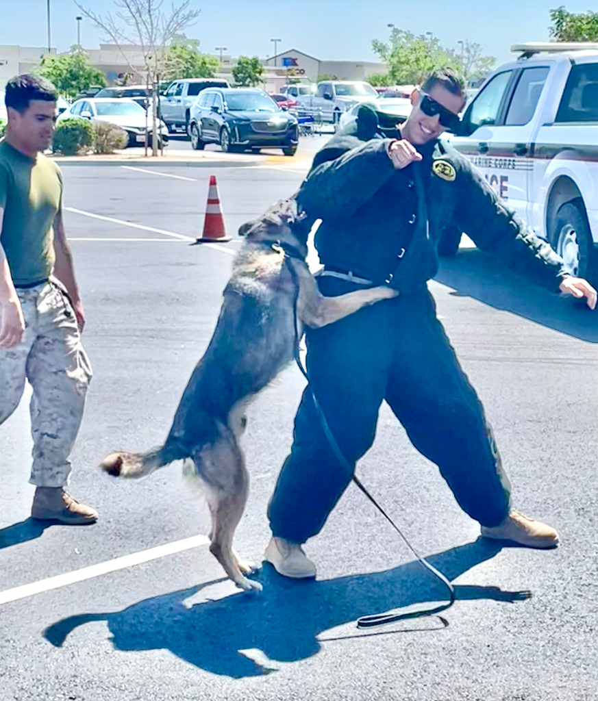 Dog handler gets attacked by law enforcement canine.