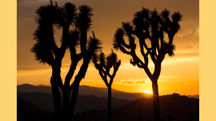 Joshua trees against a sunset at Joshua Tree National Park