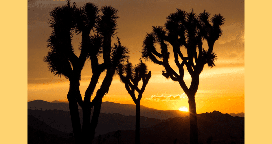 Joshua trees against a sunset at Joshua Tree National Park