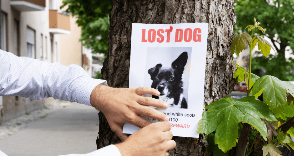 A pair of hands attaches a LOST DOG poster to a tree. It's a really cute dog.
