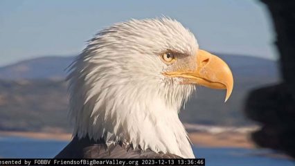 Profile picture of Jackie the bald eagle in her nest at Big Bear Lake, California