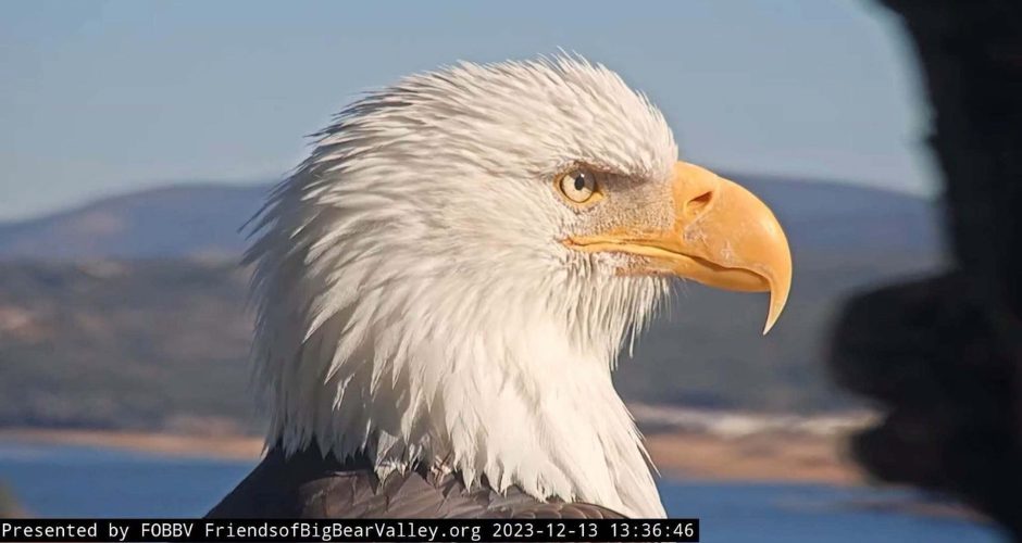 Profile picture of Jackie the bald eagle in her nest at Big Bear Lake, California